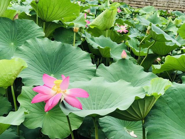 2022年第二十四屆中國國際花卉園藝展覽會天津舉辦